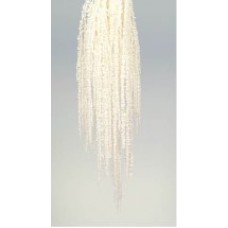 AMARANTHUS HANGING PRESERVED Bleached (BULK)